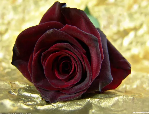  عکس گل رز قرمز عاشقانه برای پروفایل