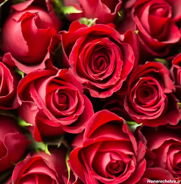  عکس گل رز قرمز عاشقانه برای پروفایل