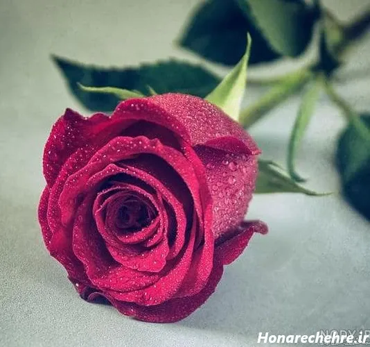  عکس گل رز قرمز عاشقانه برای پروفایل