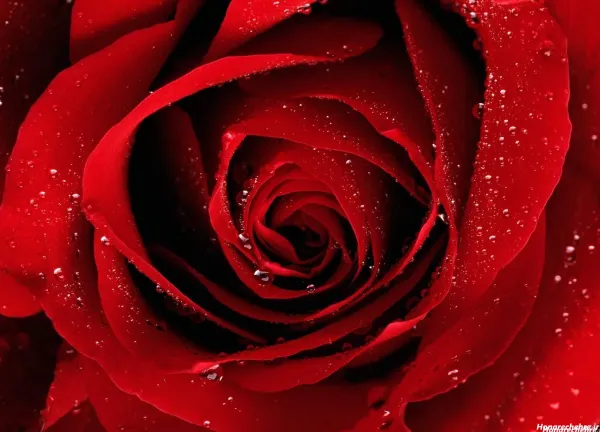  عکس گل رز قرمز عاشقانه برای پروفایل