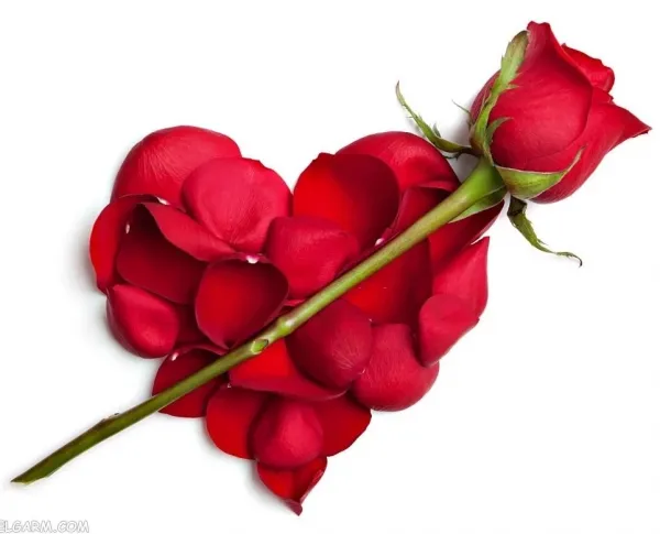  عکس گل رز قرمز عاشقانه برای پروفایل