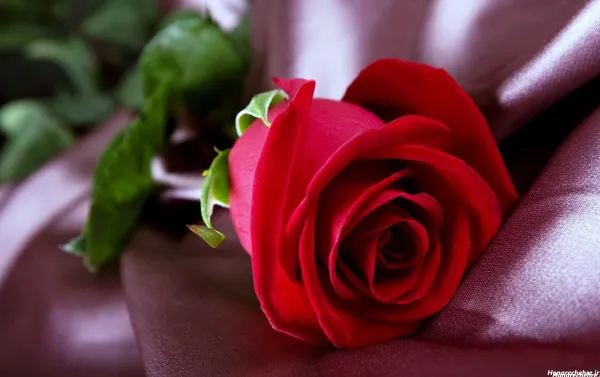  عکس گل رز قرمز عاشقانه برای پروفایل