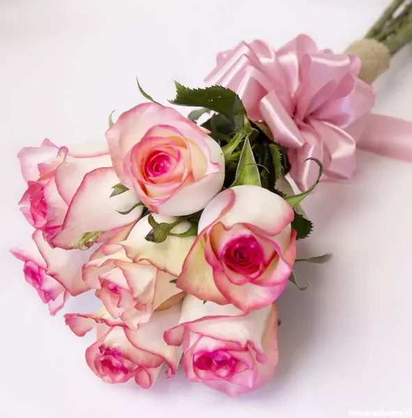  عکس گل رز قرمز در دست دختر