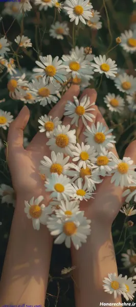  عکس گل رز قرمز در دست دختر