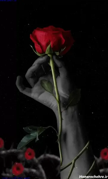  عکس گل رز قرمز در دست دختر