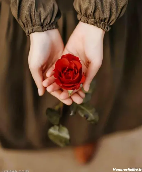  عکس گل رز قرمز در دست دختر