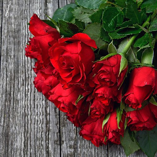  عکس گل رز قرمز مخملی برای پروفایل