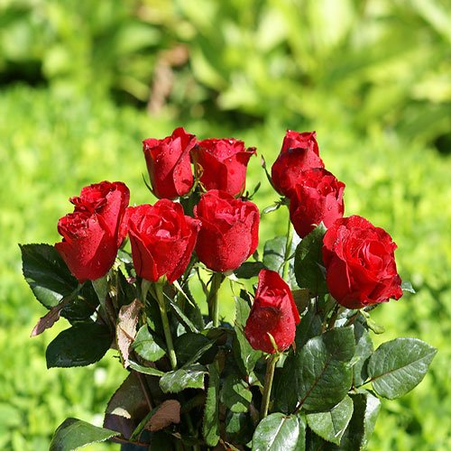  عکس گل رز قرمز مخملی برای پروفایل