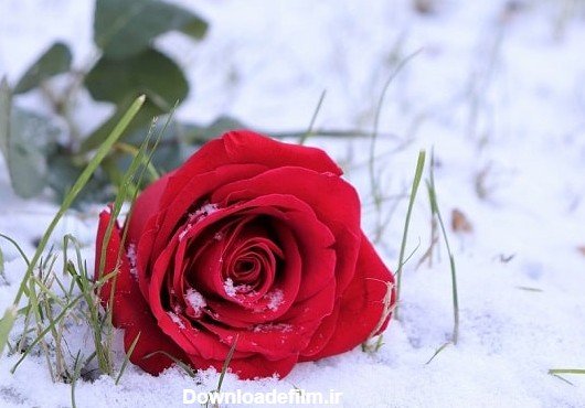  عکس گل رز قرمز در برف