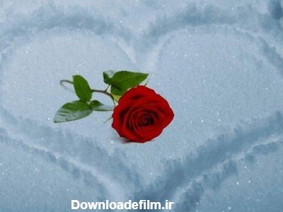  عکس گل رز قرمز در برف