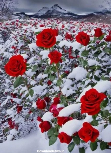  عکس گل رز قرمز در برف