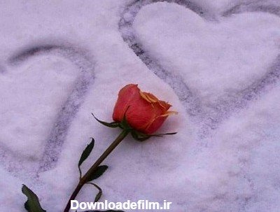  عکس گل رز قرمز در برف