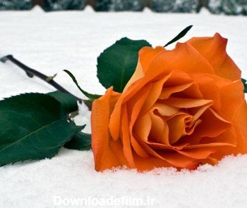  عکس گل رز قرمز در برف