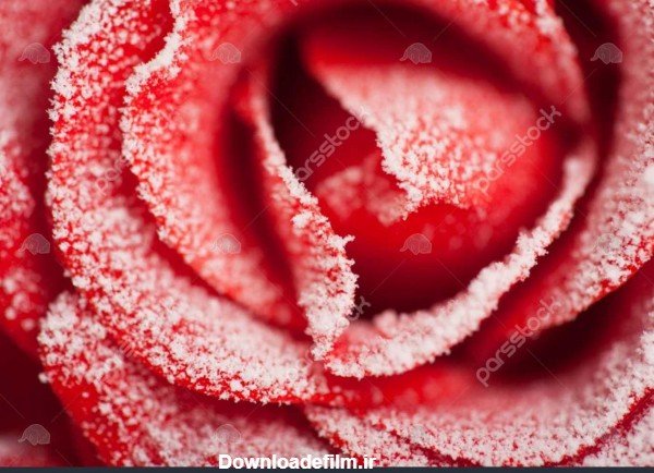  عکس گل رز قرمز در برف
