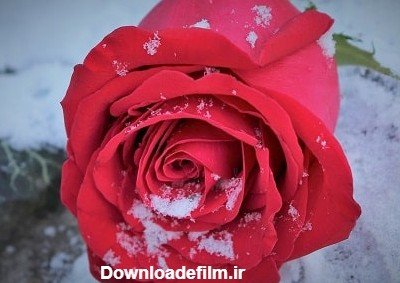  عکس گل رز قرمز در برف