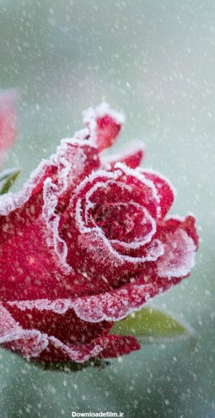  عکس گل رز قرمز در برف