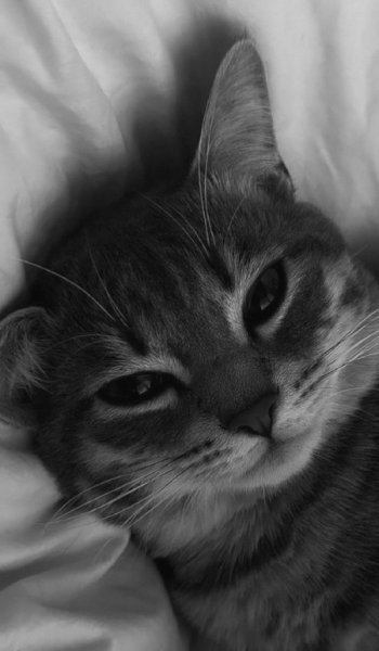  عکس گربه دارک