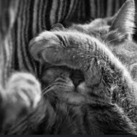  عکس گربه دارک