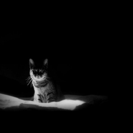  عکس گربه دارک