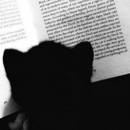  عکس گربه دارک