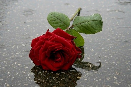 عکس گل رز قرمز و قلب