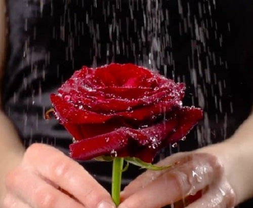 عکس گل رز قرمز و قلب