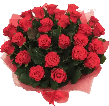  عکس گل رز قرمز و قلب