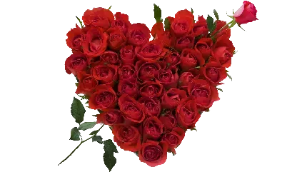  عکس گل رز قرمز و قلب
