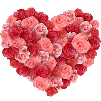  عکس گل رز قرمز و قلب
