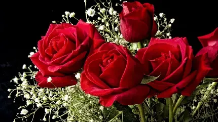  عکس گل رز قرمز و قلب