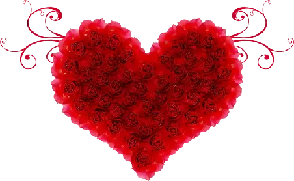  عکس گل رز قرمز و قلب