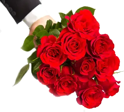  عکس گل رز قرمز و قلب