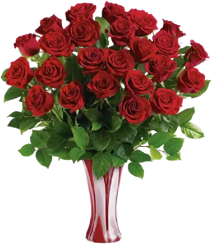  عکس گل رز قرمز و قلب