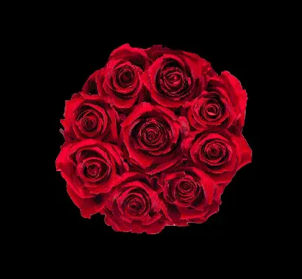  عکس گل رز قرمز و قلب