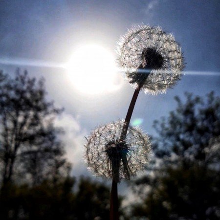  عکس خورشید طبیعت