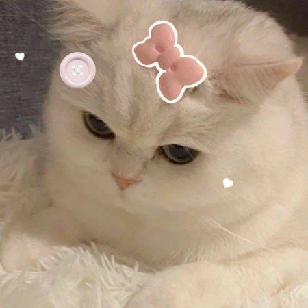  عکس اسکیت برد