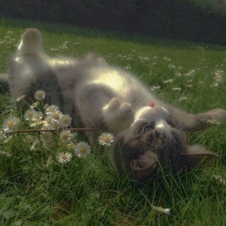  عکس اسکیت برد