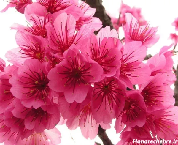 عکس گل برای پروفایل واتساپ نوشته دار