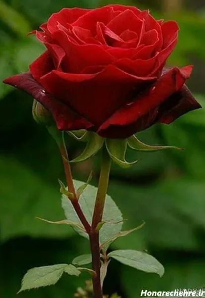 عکس گل برای پروفایل واتساپ نوشته دار