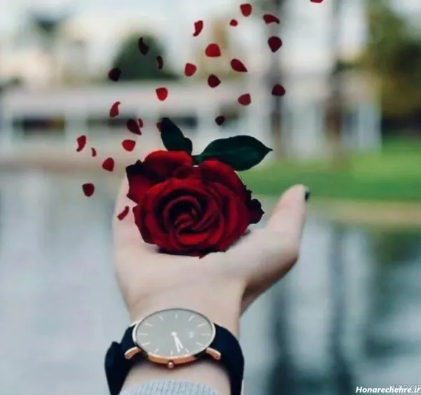  عکس گل برای پروفایل واتساپ