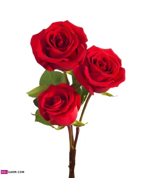  عکس گل برای پروفایل واتساپ