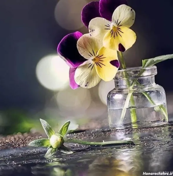  عکس گل برای پروفایل واتساپ