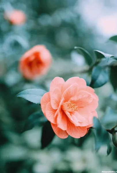 عکس گل برای پروفایل واتساپ نوشته دار