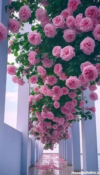  عکس گل برای پروفایل واتساپ