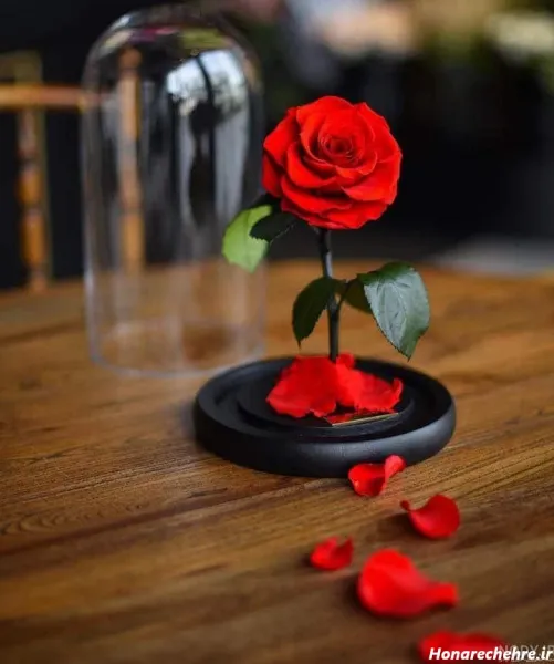  عکس گل برای پروفایل واتساپ