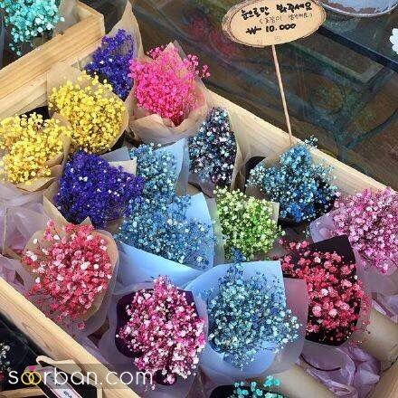 عکس گل ژیپسوفیلا سفید