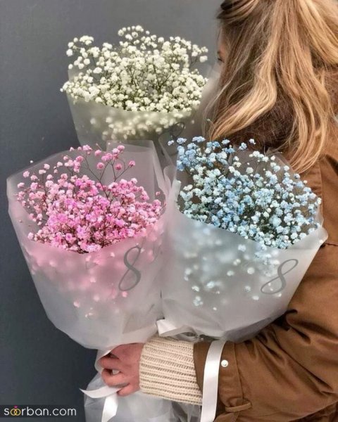 عکس گل ژیپسوفیلا سفید