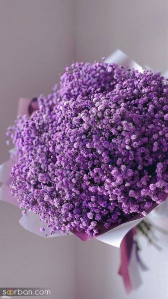 قیمت گل ژیپسوفیلا دیجی کالا