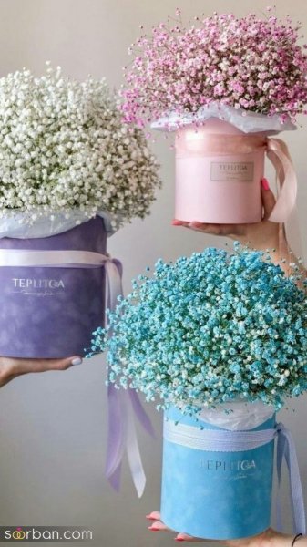  عکس گل ژیپسوفیلا سفید