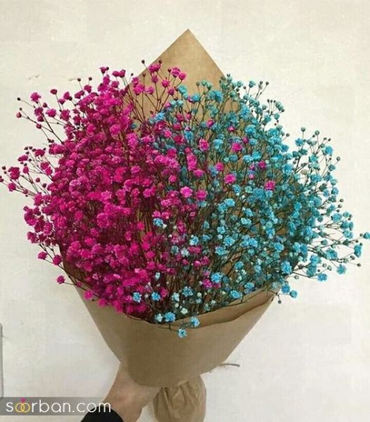  عکس گل ژیپسوفیلا سفید